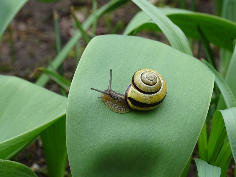 Садовая улитка моллюск