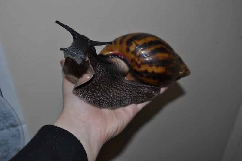 Чёрная улитка ахатина