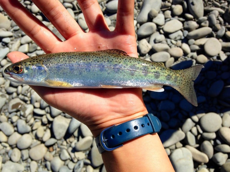 Форель пеструшка