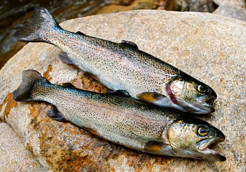 Желтая форель