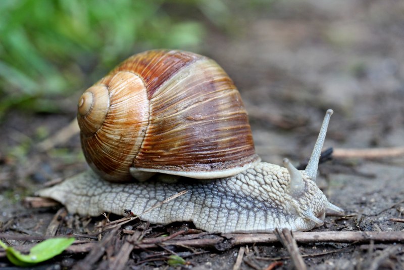 Раковина виноградной улитки