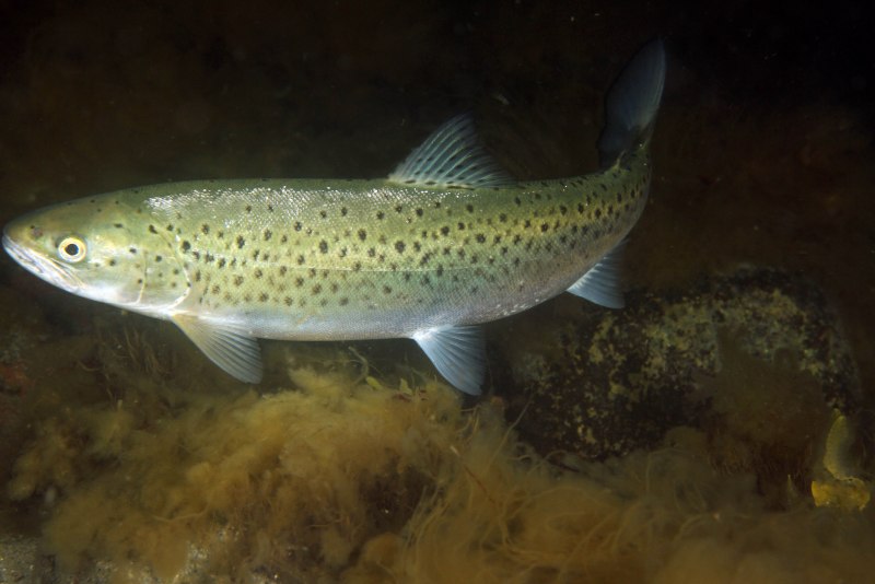 Каспийская кумжа