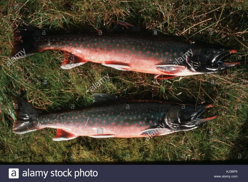 Арктический голец рыба