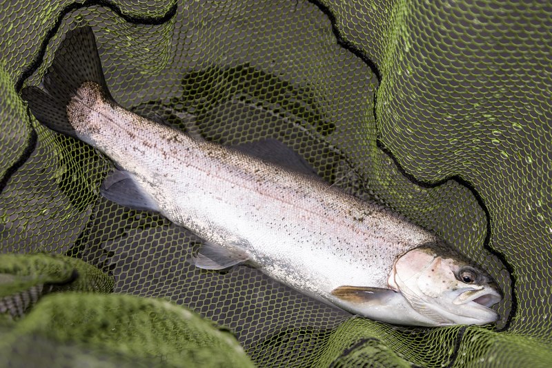 Рыба голубая форель