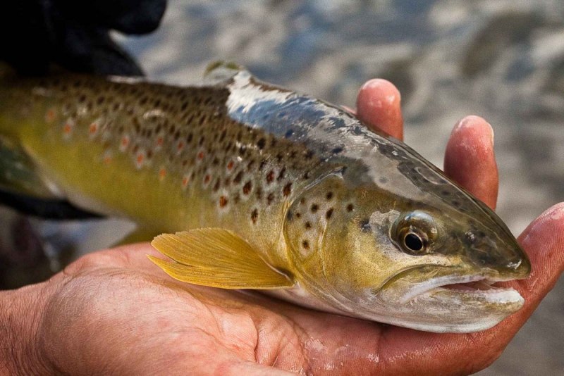 Salmo trutta
