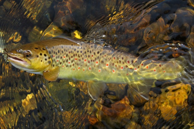 Кумжа Балтийская и лосось