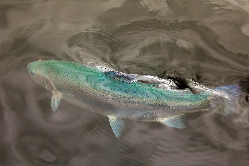 Фарель альбинос голубая