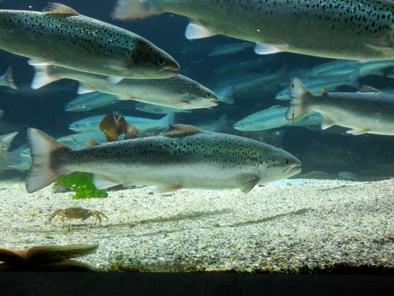 Форель семейство лососевых