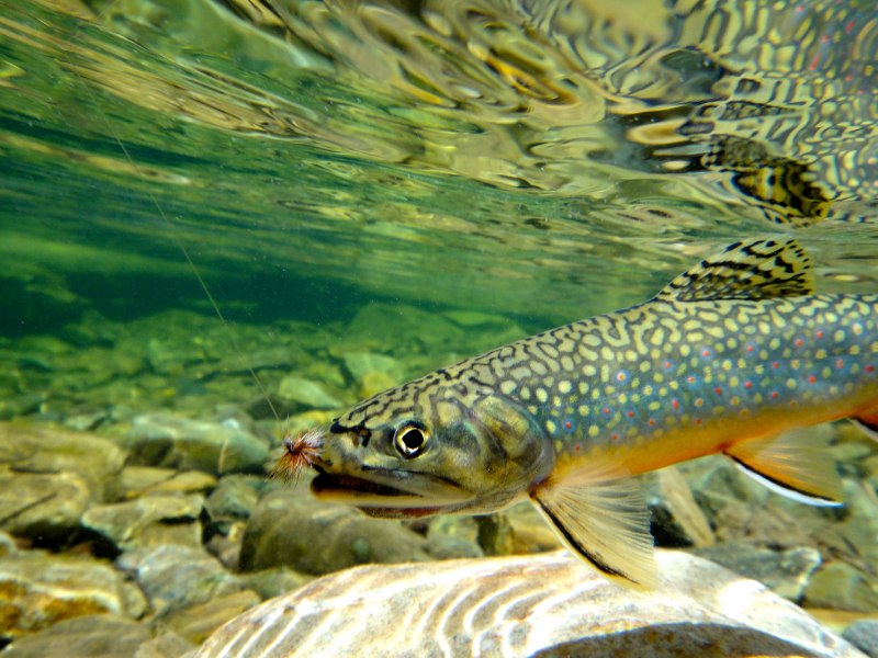 Лесная форель