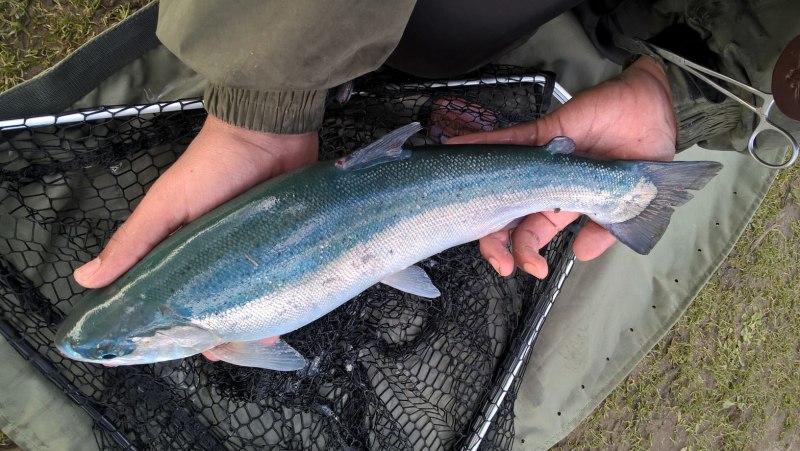 Синяя форель форель синяя