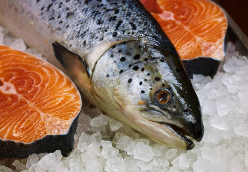 Атлантический лосось семга