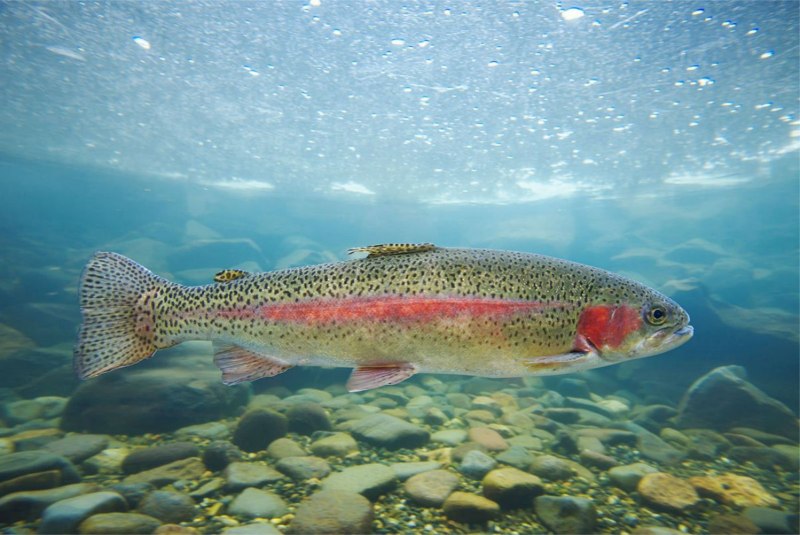 Радужная форель Oncorhynchus mykiss