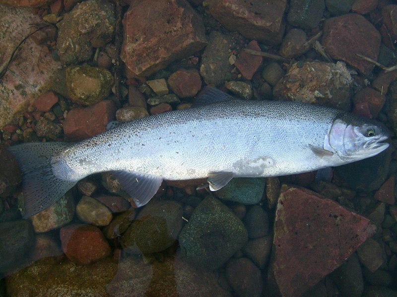 Радужная форель Oncorhynchus mykiss