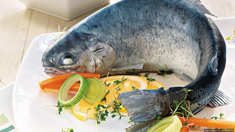 Синяя форель