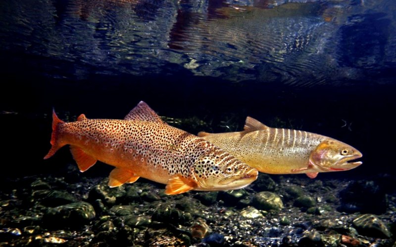 Черноморская кумжа Черноморский лосось