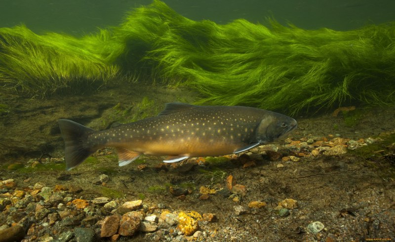 Голец Даватчан