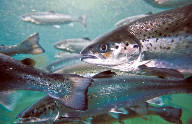 Аквакультура лосось