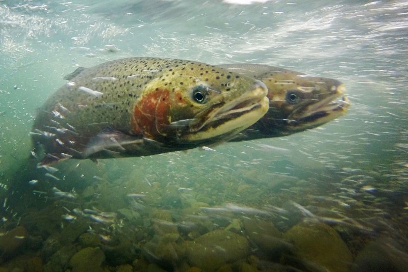 Фарель Онежского озера