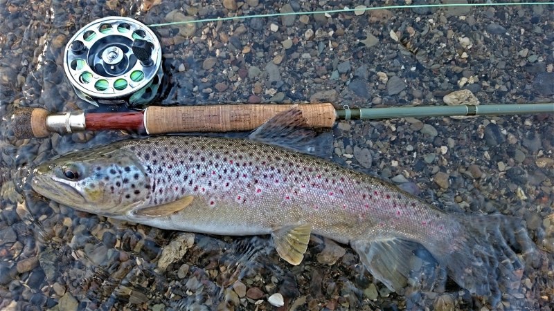 Ручьевая форель Карелия