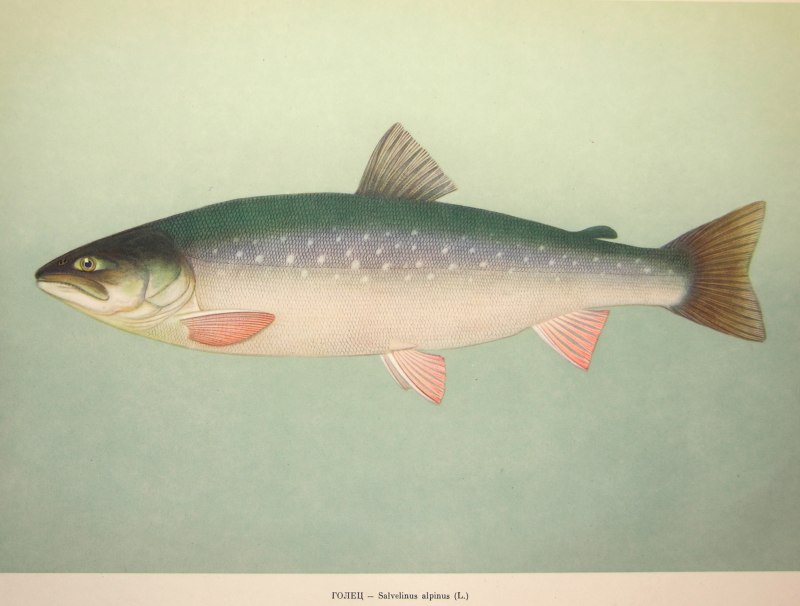 Голец Леванидова