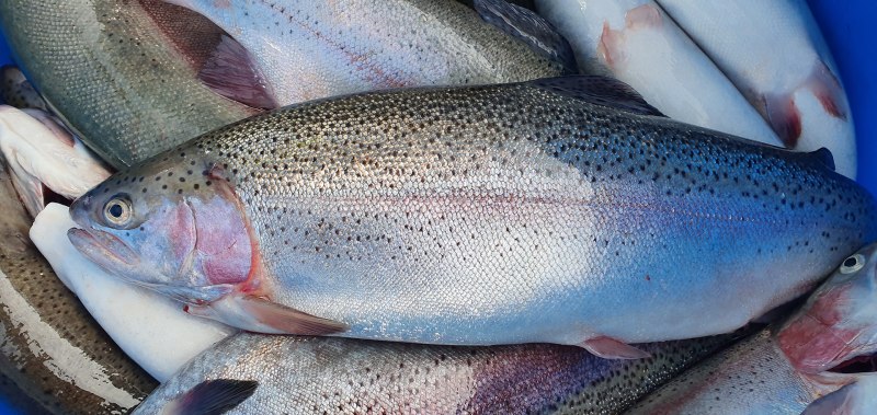 Форель Карелия непотрошеная