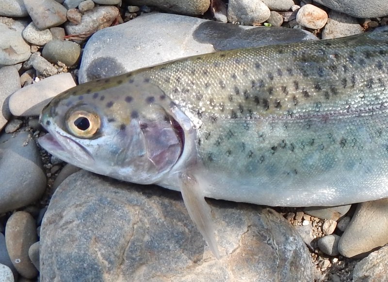 Форель Камчатская