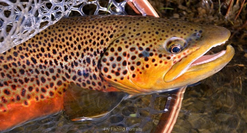 Озерная форель кумжа