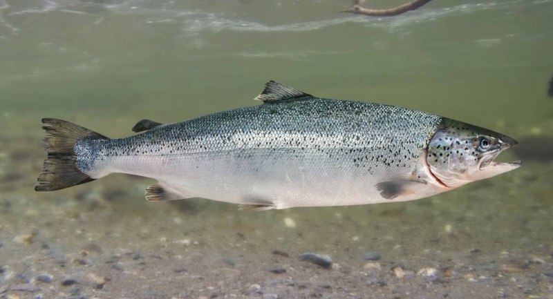 Дальневосточный чавыча лосось