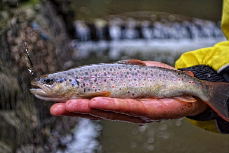 Река Кунянка форель