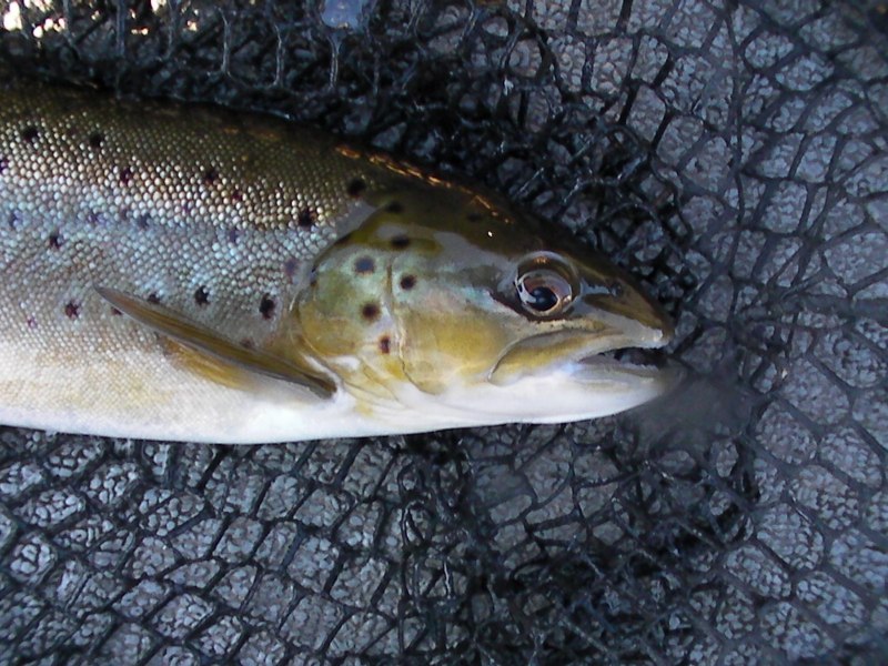 Пятнистая форель