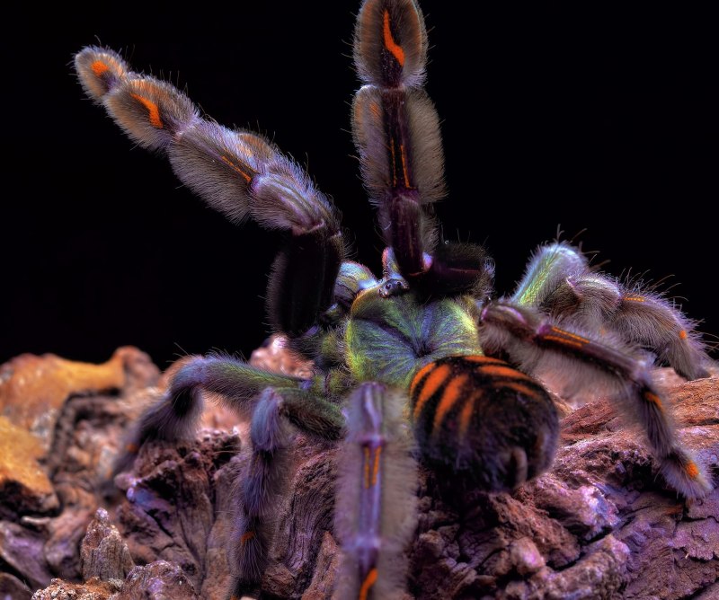 Паук птицеед ирминия