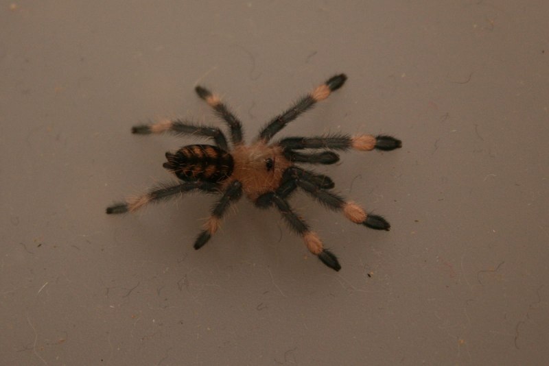 Psalmopoeus irminia l1