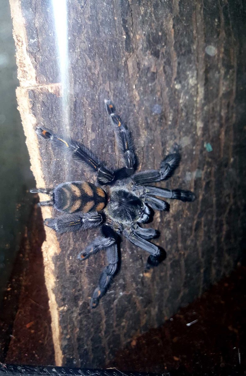 Ирминия паук содержание