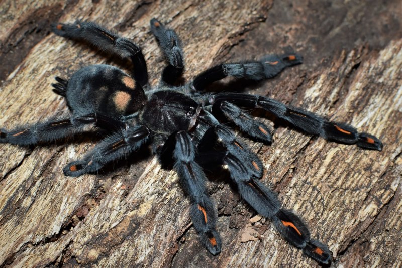 Паук птицеед irminia