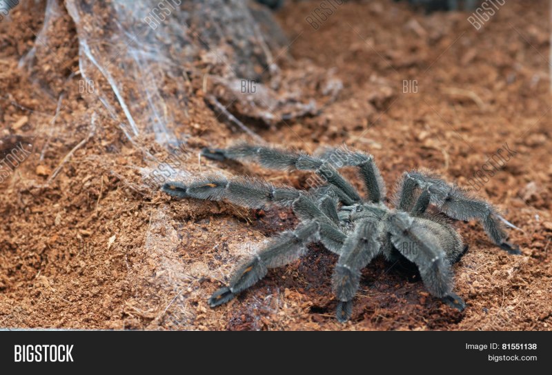 Паук птицеед Psalmopoeus cambridgei