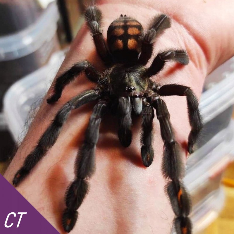 Паук-птицеед Psalmopoeus irminia