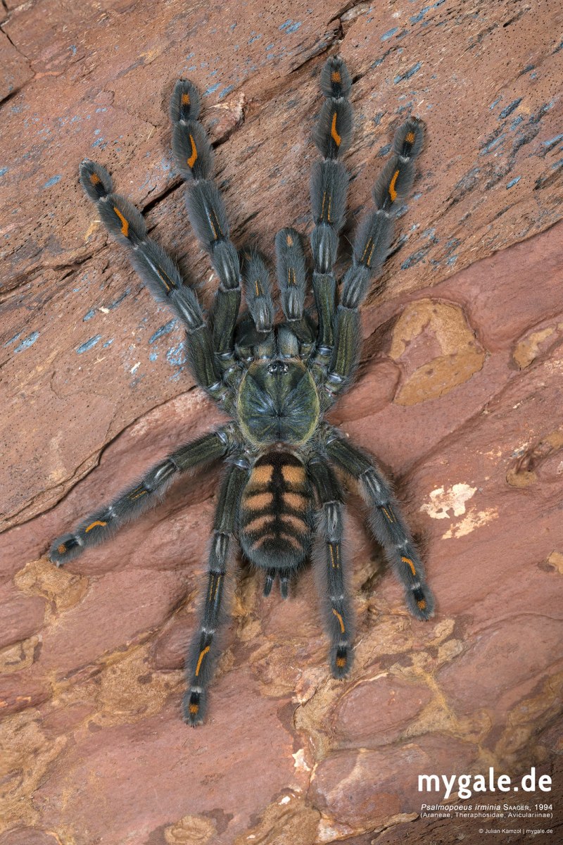 Psalmopoeus irminia самец