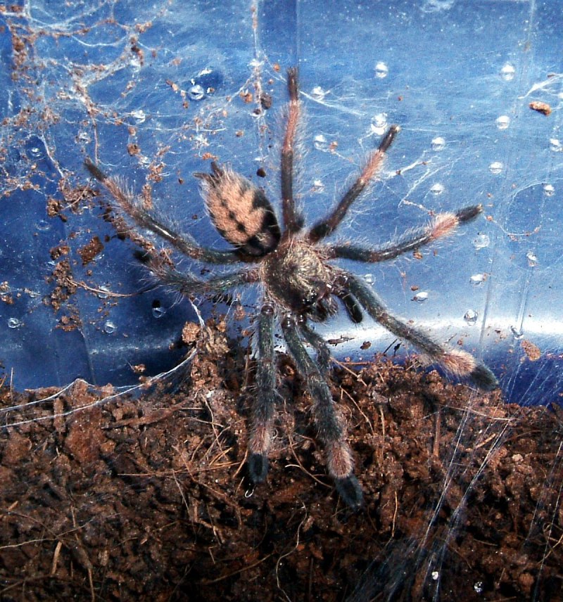 Phormingochilus arboricola