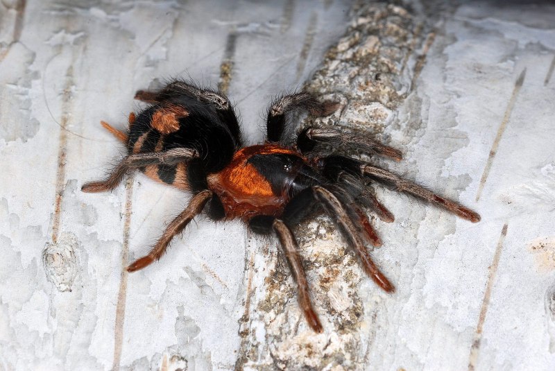 Паук птицеед Авикулярия