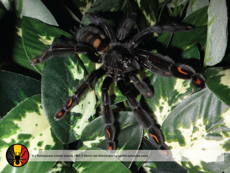 Ирминия паук