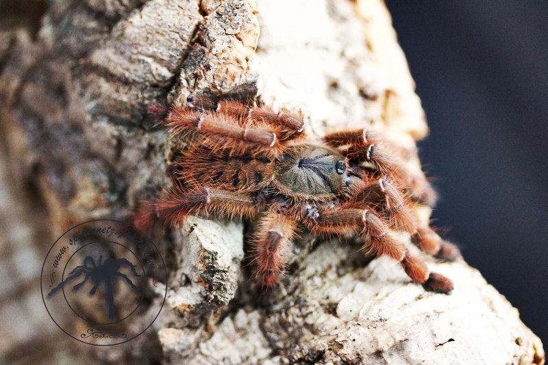 Пецилотерия металлика