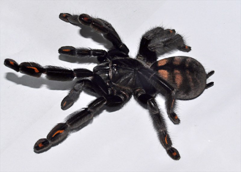 Псалмопеус ирминия