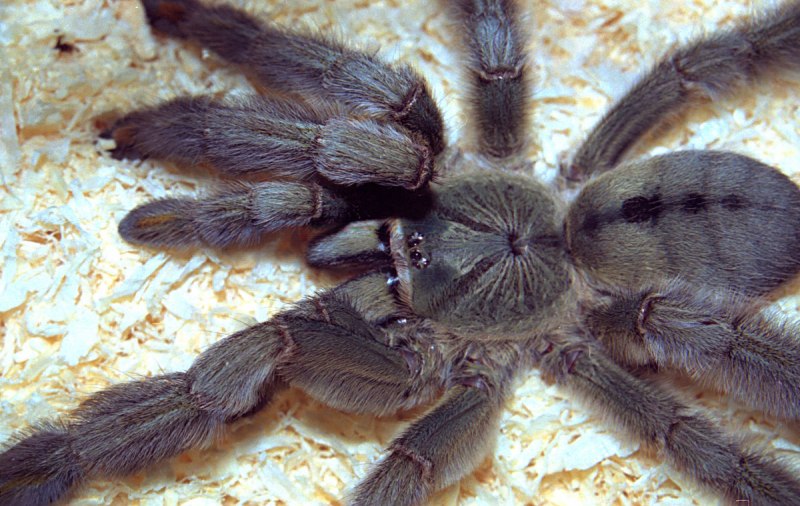 Avicularia (Caribena) versicolor