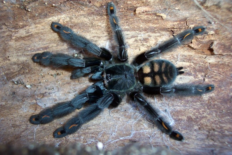 Psalmopoeus irminia l1