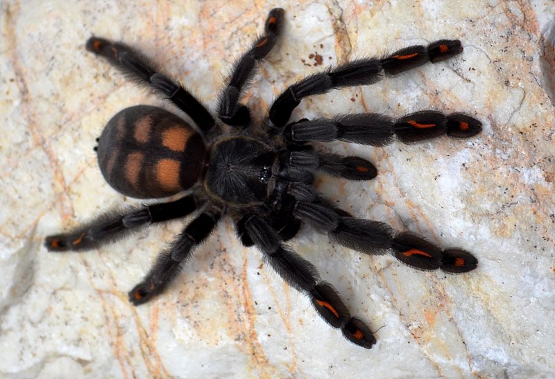 Паук птицеед ирминия