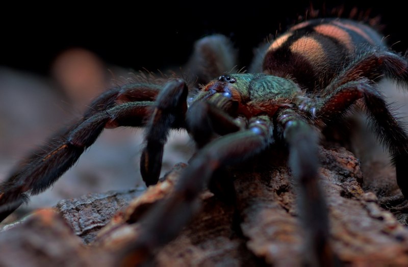 Псалмопеус ирминия самец