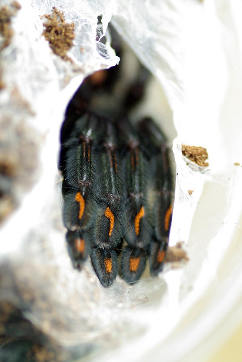 Паук птицеед Psalmopoeus cambridgei