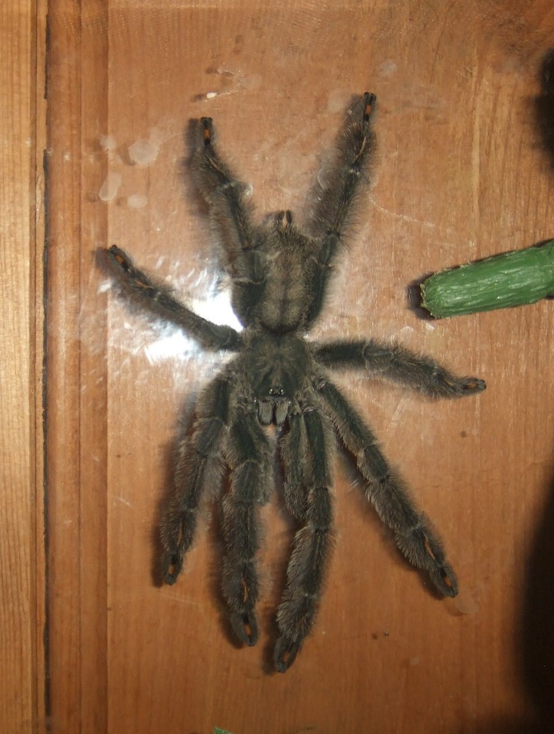 Жуконямки таранантул