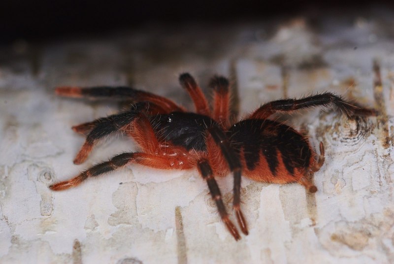 Вьетнамский синий птицеед