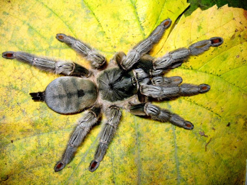 Cyriocosmus пауки